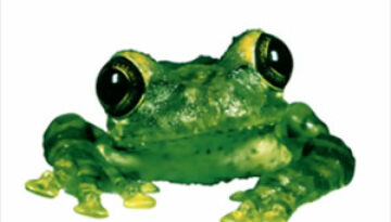 Frogstomp by Silverchair